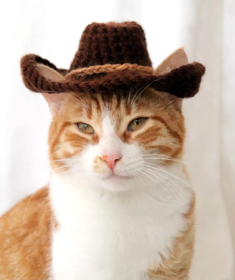 15 Creative Crochet Cat Hat Patterns for Felines (cute!) - Little